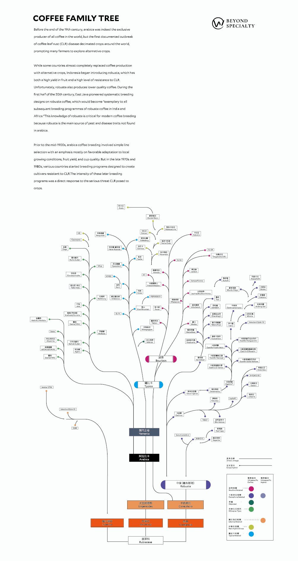 咖啡族譜直式海報細節:咖啡品種階層與文字標註
Coffee family tree vertical poster detail: variety hierarchy and annotations