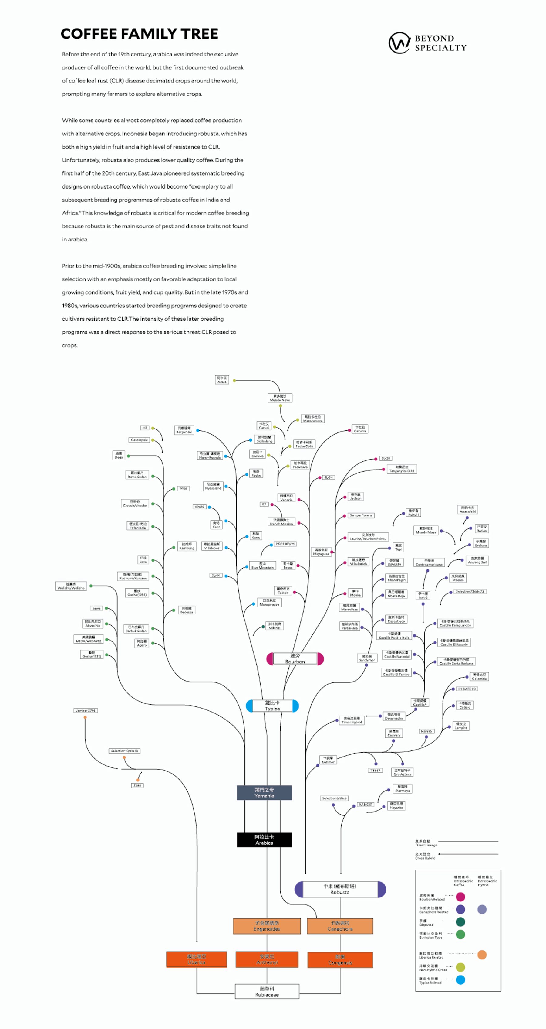 咖啡族譜直式海報細節：咖啡品種階層與文字標註
Coffee family tree vertical poster detail: variety hierarchy and annotations