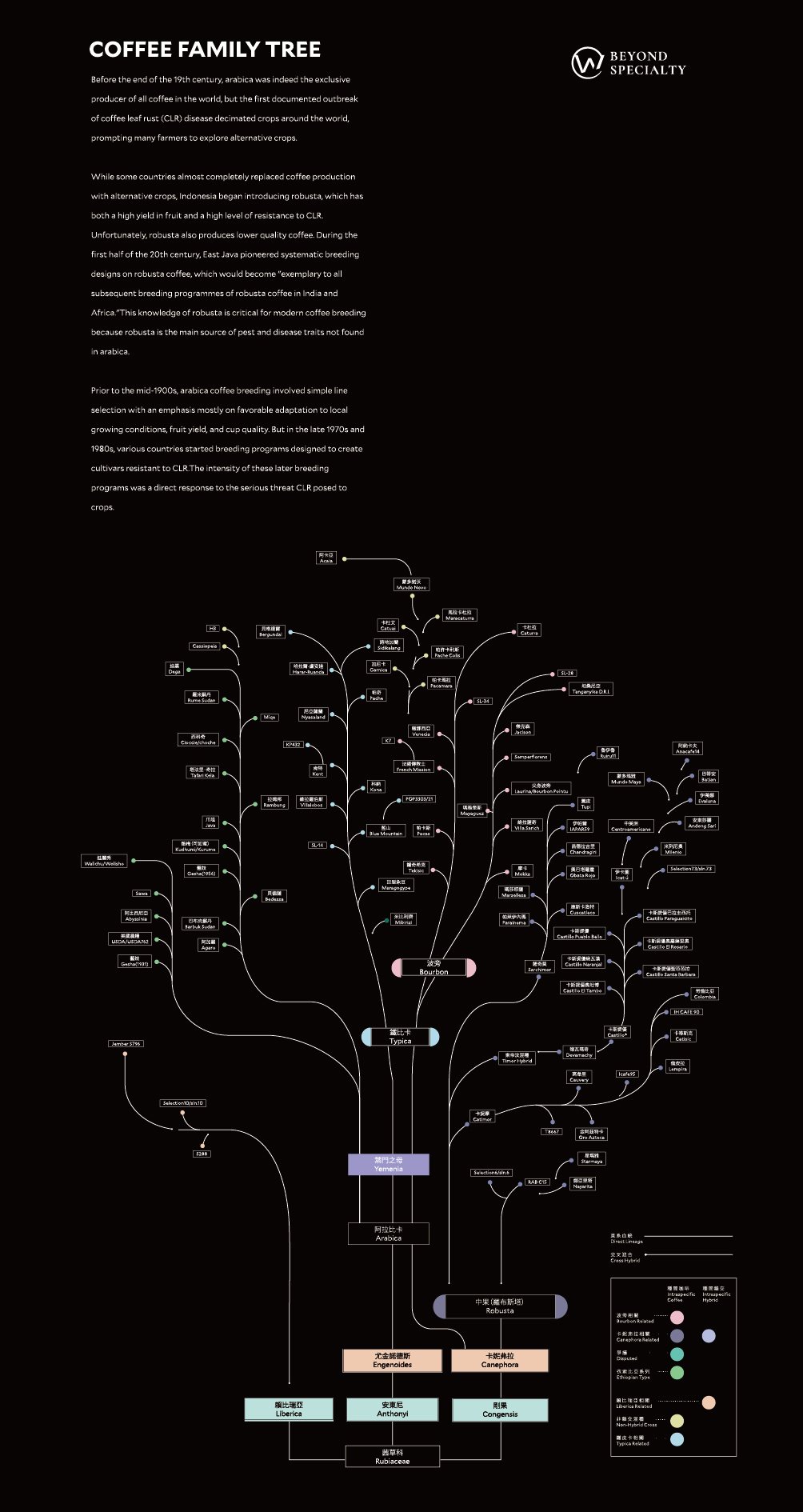 咖啡族譜直式海報版本:資訊圖表與裝飾構圖
Coffee family tree vertical poster version: infographic and decorative composition