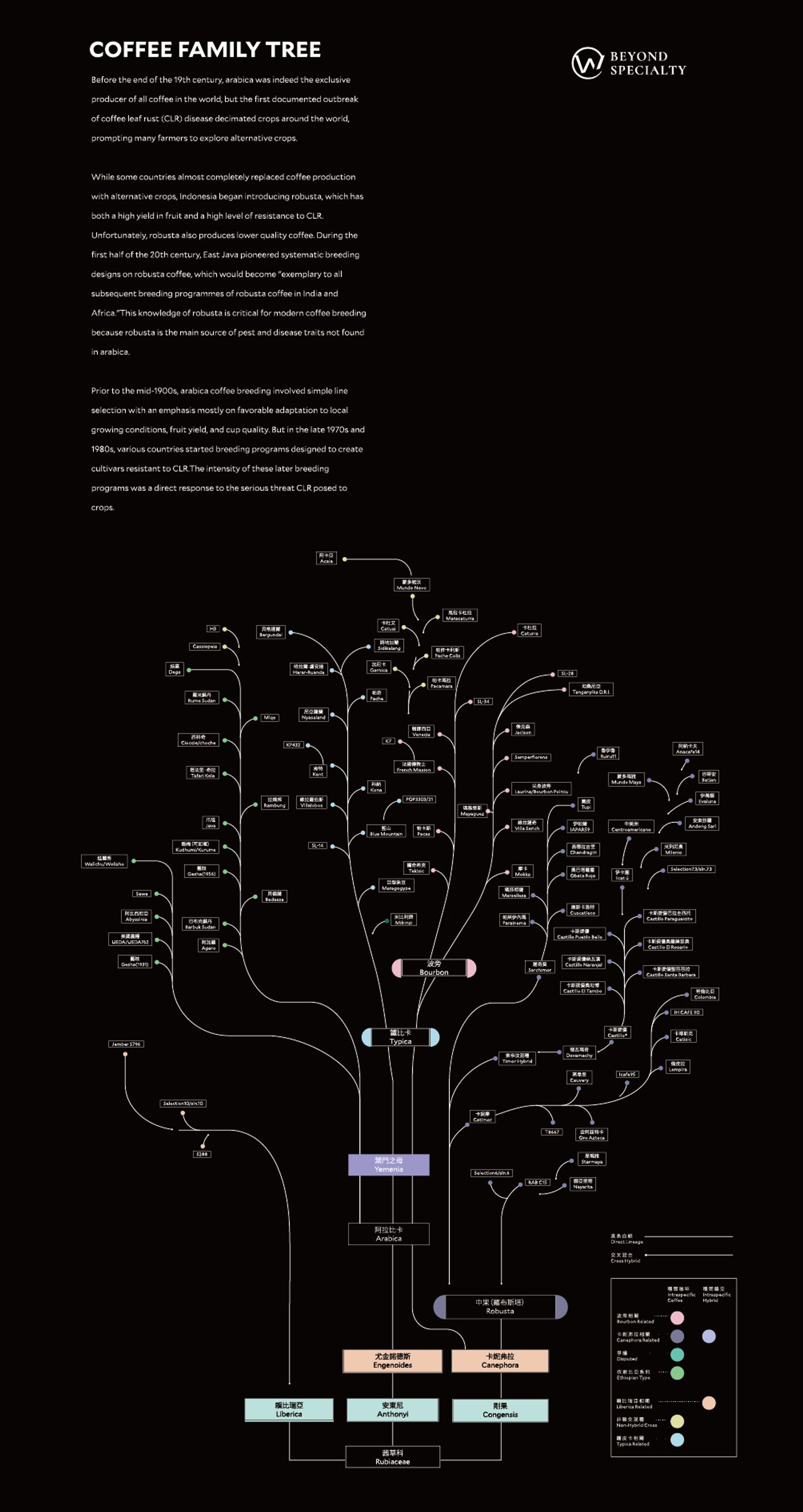 咖啡族譜直式海報版本：資訊圖表與裝飾構圖
Coffee family tree vertical poster version: infographic and decorative composition
