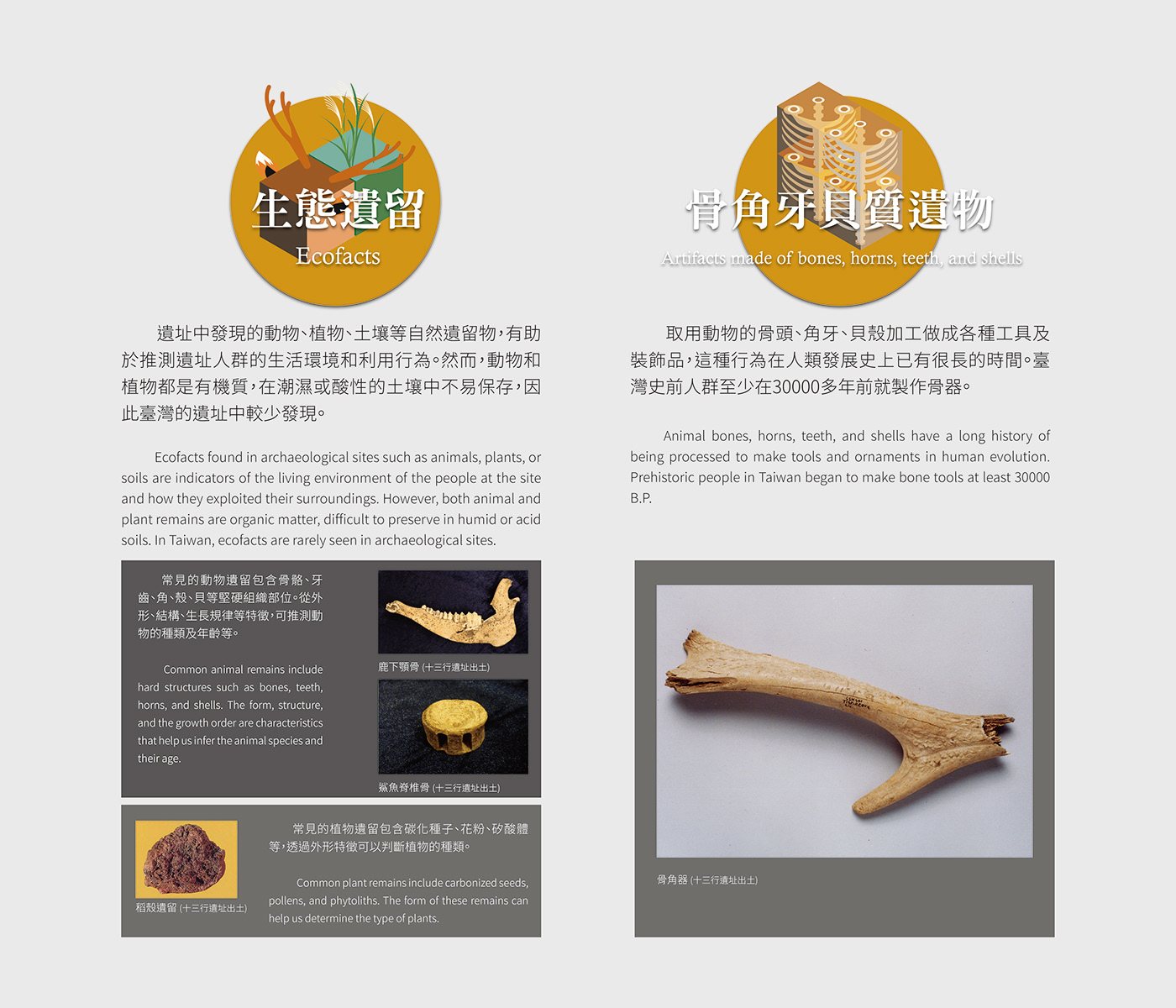 生態遺留與骨角牙貝質遺物的雙語解說展板