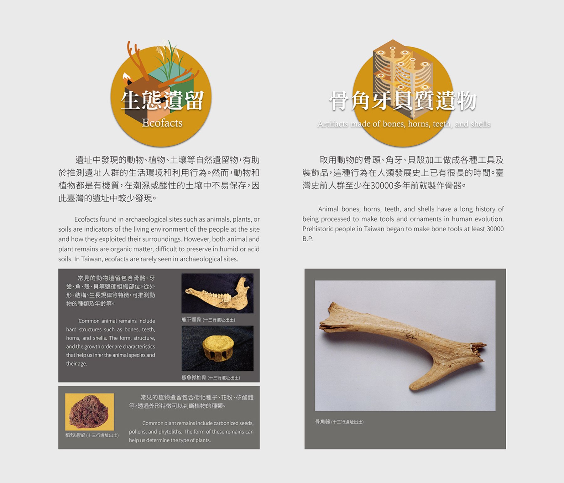 生態遺留與骨角牙貝質遺物的雙語解說展板