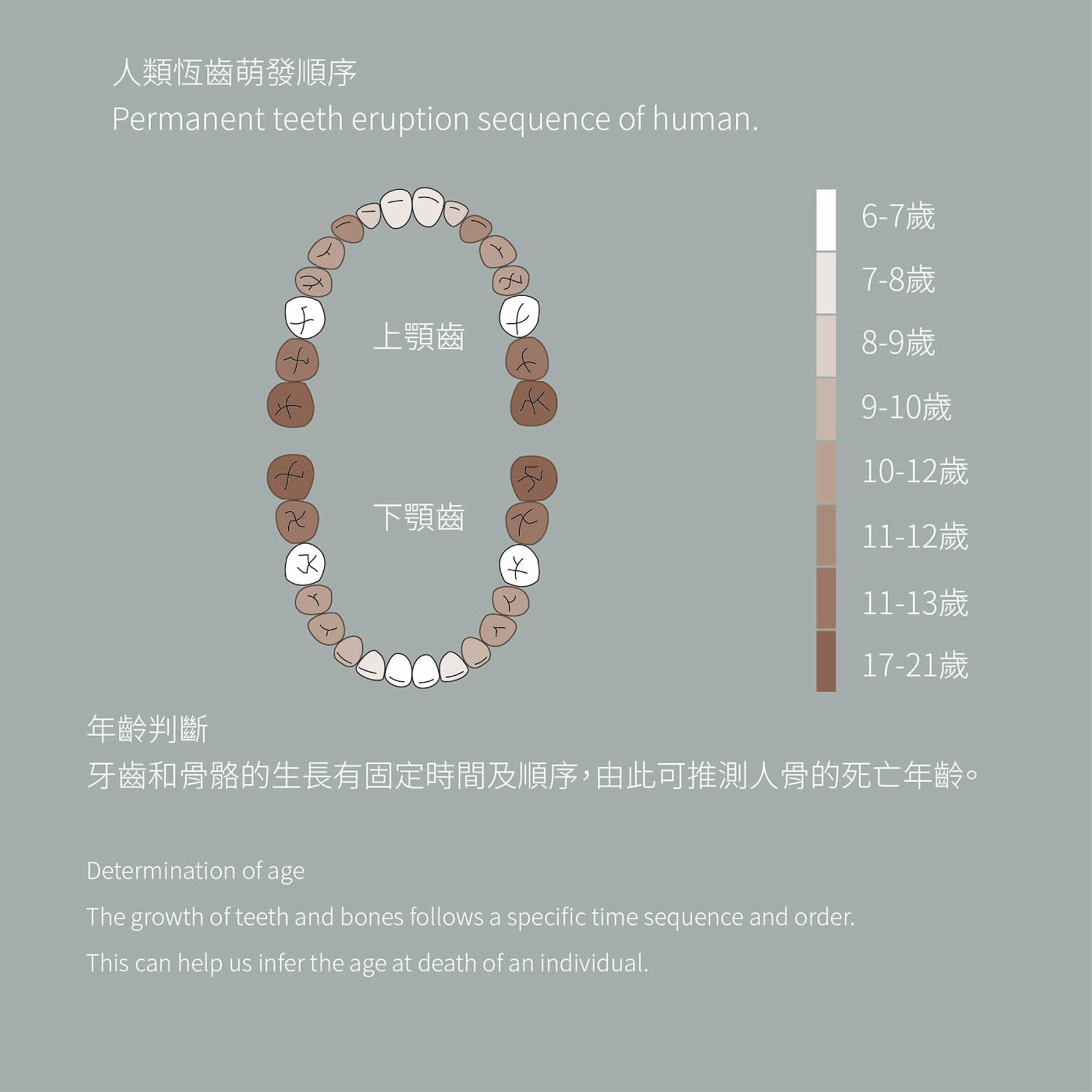 人類恆齒萌發順序與年齡判斷的資訊圖表
