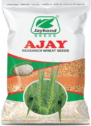 ajay-hybrid-wheat-seeds-jaykond-bioseeds-pvt-ltd