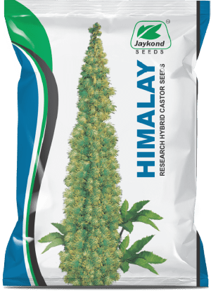 himalay-hybrid-castor-seeds-jaykond-bioseeds-pvt-ltd