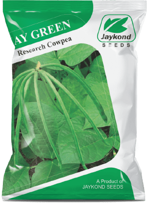 jay-green-research-cowpea-seeds-jaykond-bioseeds-pvt-ltd