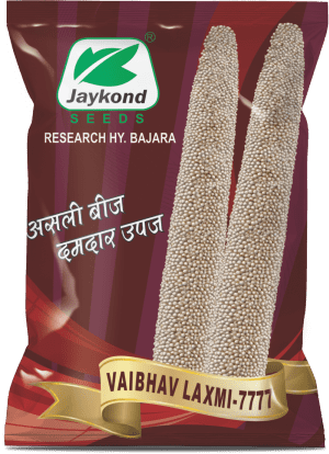 vaibhav-laxmi-7777-hybrid-bajara-seeds-jaykond-bioseeds-pvt-ltd
