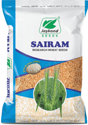 sairam-hybrid-wheat-seeds-jaykond-bioseeds-pvt-ltd