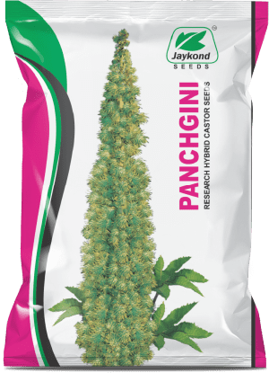 panchgini-hybrid-castor-seeds-jaykond-bioseeds-pvt-ltd