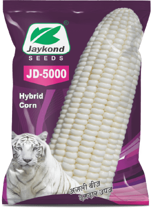 jd-5000-white-hybrid-maize-seeds-jaykond-bioseeds-pvt-ltd