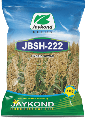 jbsh-222-hybrid-jowar-seeds-jaykond-bioseeds-pvt-ltd