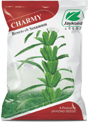 charmy-research-sesamum-seeds-jaykond-bioseeds-pvt-ltd