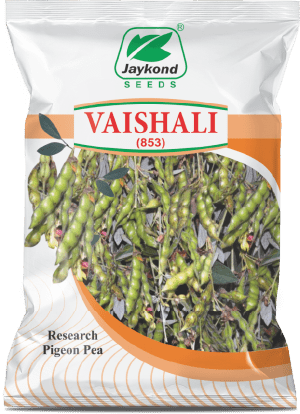 vaishali-research-pigeon-pea-seeds-jaykond-bioseeds-pvt-ltd