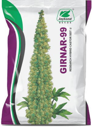 girnar-99-hybrid-castor-seeds-jaykond-bioseeds-pvt-ltd