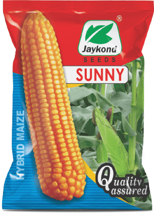 sunny-single-cross-hybrid-maize-seeds-jaykond-bioseeds-pvt-ltd