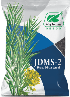 jdms-2-research-mustard-seeds-jaykond-bioseeds-pvt-ltd