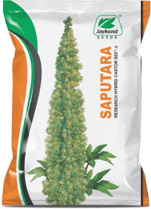 saputara-hybrid-castor-seeds-jaykond-bioseeds-pvt-ltd