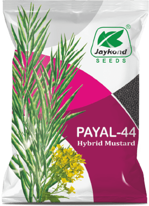 payal-44-hybrid-mustard-seeds-jaykond-bioseeds-pvt-ltd