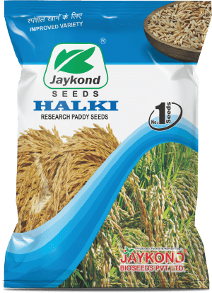 halki-research-paddy-seeds-jaykond-bioseeds-pvt-ltd