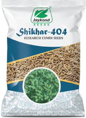 shikhar-404-research-cumin-seeds-jaykond-bioseeds-pvt-ltd