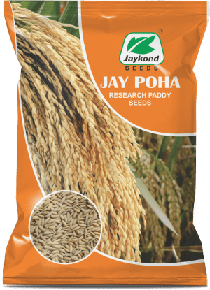 jay-poha-research-paddy-seeds-jaykond-bioseeds-pvt-ltd