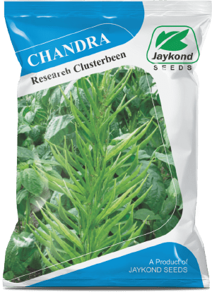 chandra-research-clusterbeen-seeds-jaykond-bioseeds-pvt-ltd