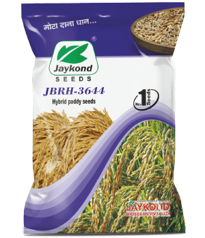 jbrh-3644-hybrid-paddy-seeds-jaykond-bioseeds-pvt-ltd