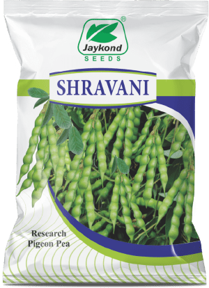 shravani-research-pigeon-pea-seeds-jaykond-bioseeds-pvt-ltd