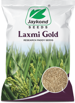 laxmi-gold-research-paddy-seeds-jaykond-bioseeds-pvt-ltd