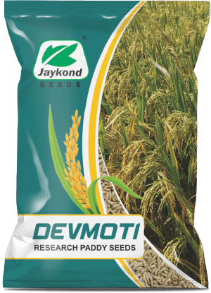 devmoti-research-paddy-seeds-jaykond-bioseeds-pvt-ltd