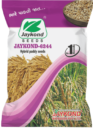 jaykond-6244-hybrid-paddy-seeds-jaykond-bioseeds-pvt-ltd
