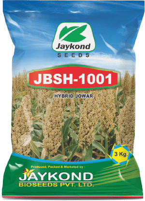 jbsh-1001-hybrid-jowar-seeds-jaykond-bioseeds-pvt-ltd