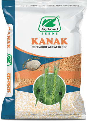 kanak-hybrid-wheat-seeds-jaykond-bioseeds-pvt-ltd