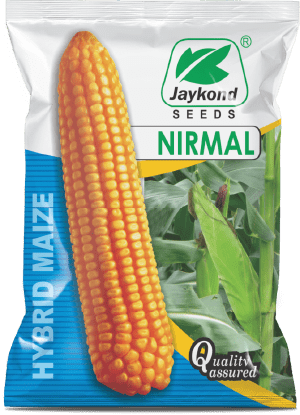 nirmal-double-cross-hybrid-maize-seeds-jaykond-bioseeds-pvt-ltd
