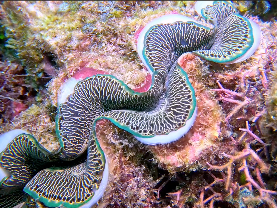 Marine Environmental Offsets