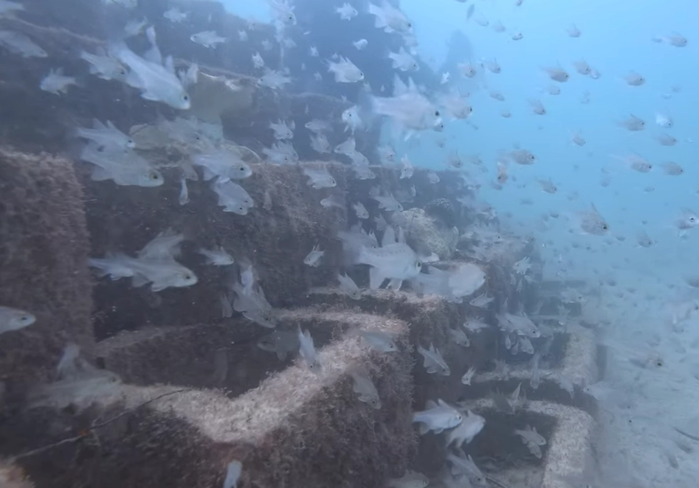 Reef Update: See The Life Taking Up Residence in Our Reef