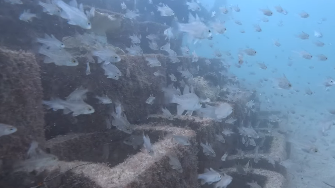 Reef Update: See The Life Taking Up Residence in Our Reef