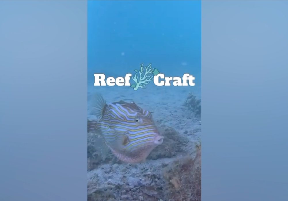 The Next Chapter for Reef Craft Starts Now