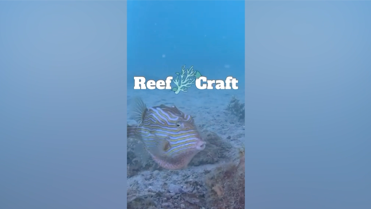 The Next Chapter for Reef Craft Starts Now