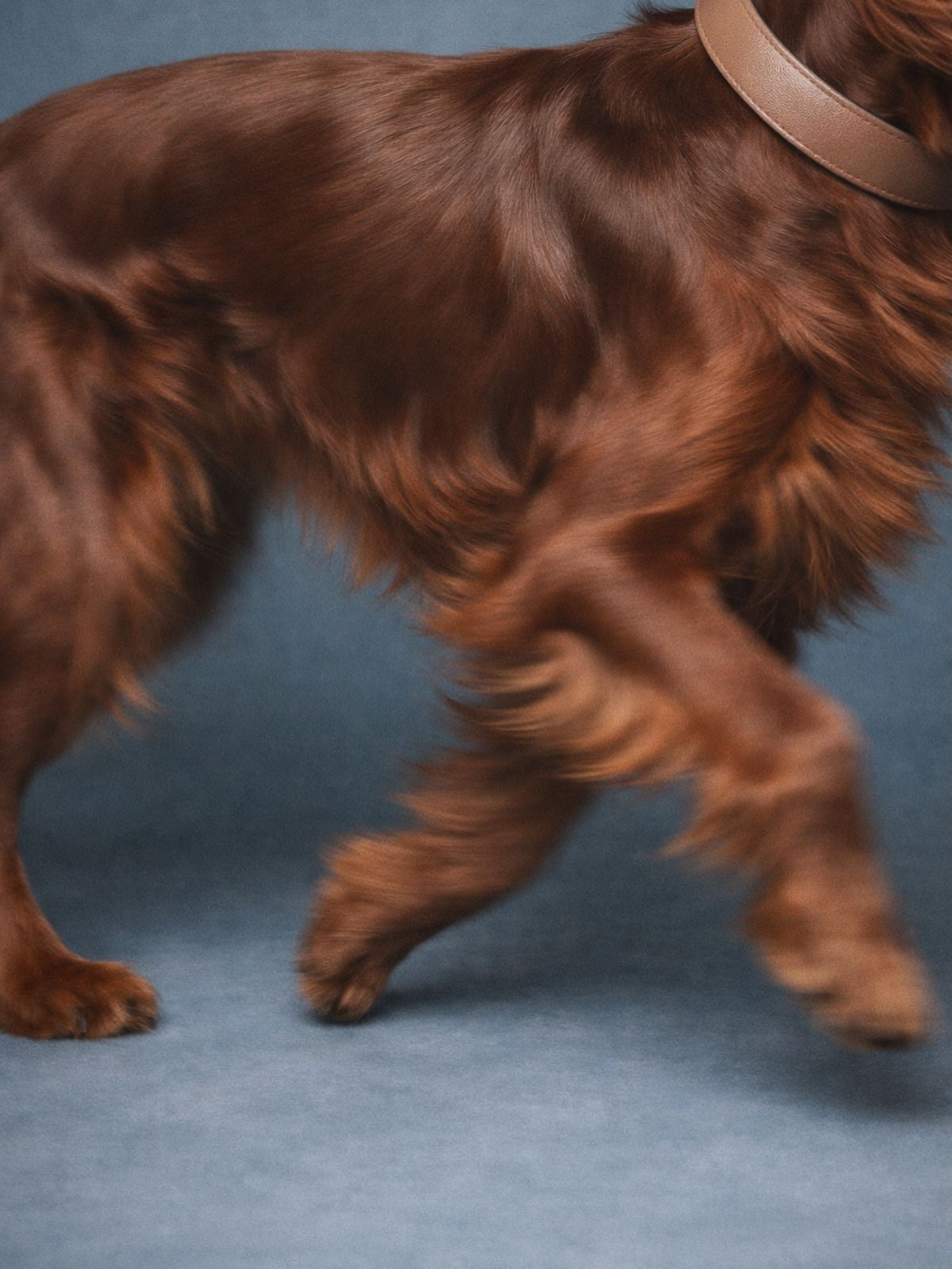 Close detail of a brown dog moving across a blue backdrop