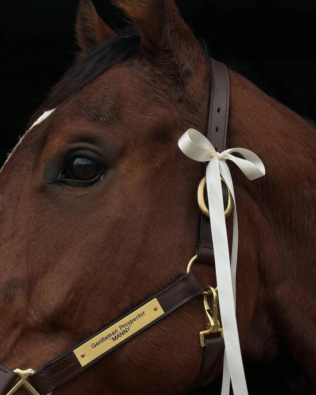 Close portrait of a chestnut horse wearing a white ribbon on its bridle