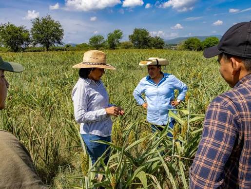 CAMPO MORELENSE: SEQUÍA Y CRECIMIENTO 