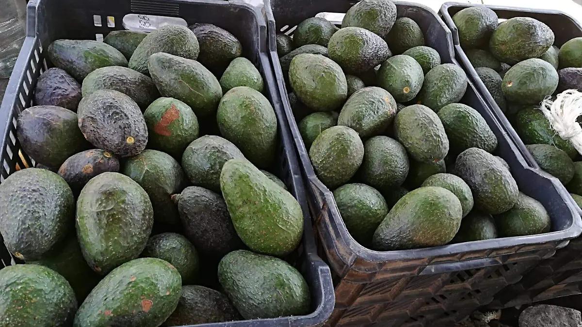 MORELOS CRUZA FRONTERAS: EXPORTAN PRIMER CARGAMENTO DE AGUACATE A CANADÁ