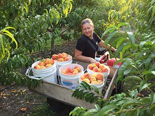 Okanagan Peach Picking Experience - Image 2