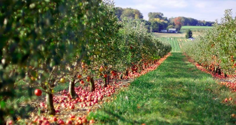 Okanagan Orchard Tour and Cider Tasting - Image 2
