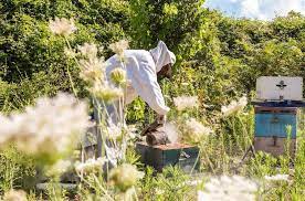 Okanagan Apiary and Honey Tasting Tour - Image 2