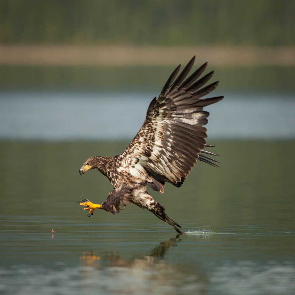 Okanagan Wildlife Safari Tour - Image 4
