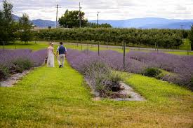 Okanagan Lavender Farm Experience - Image 2