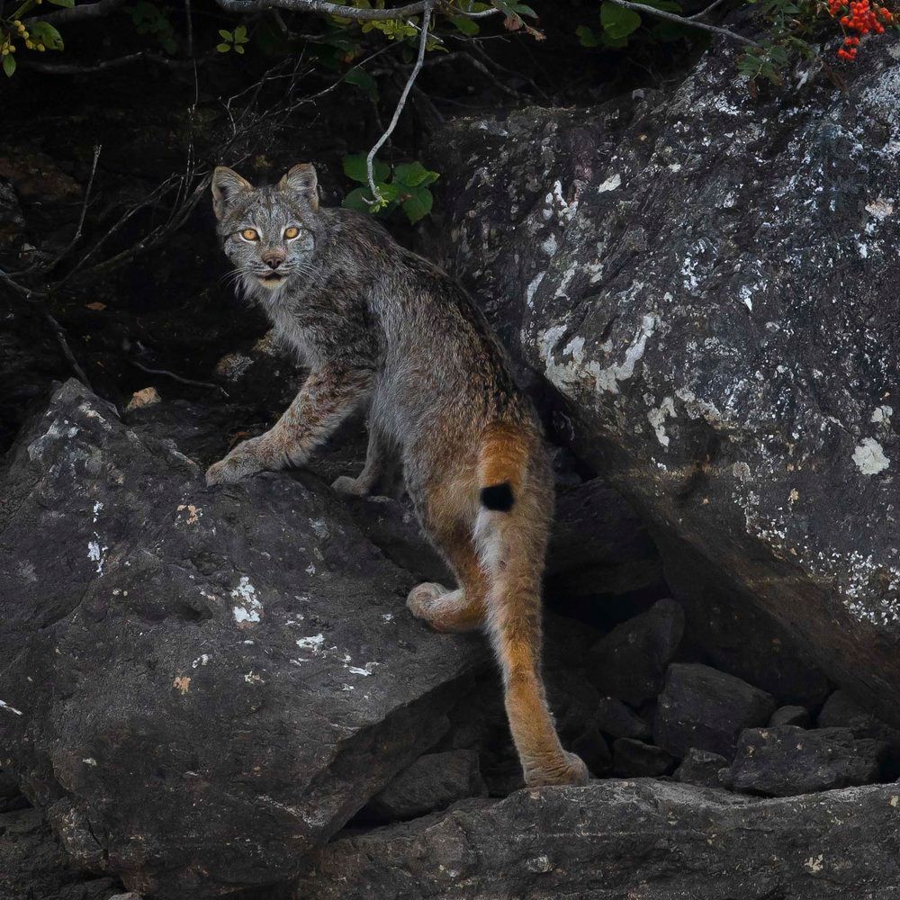 Okanagan Wildlife Safari Tour - Image 2