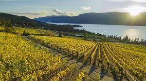 Okanagan Vineyard Photography Tour - Image 2